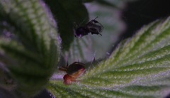 Araniella cucurbitina