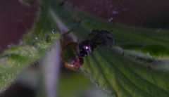 Araniella cucurbitina