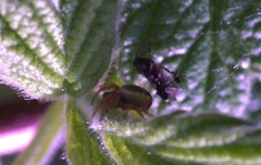 Araniella cucurbitina