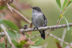 Mellisuga minima