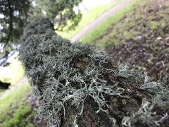 Heterodermia leucomelos