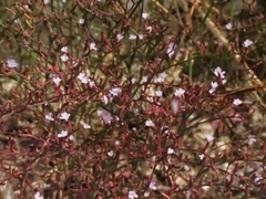 Limonium echioides