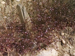 Limonium echioides, photograph (c) Marios Thoma, some rights reserved (CC BY)