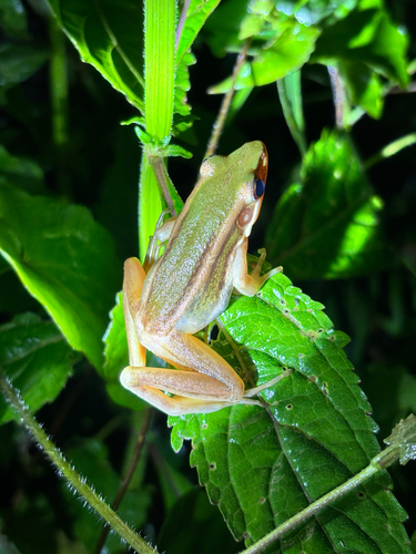 Hylarana erythraea