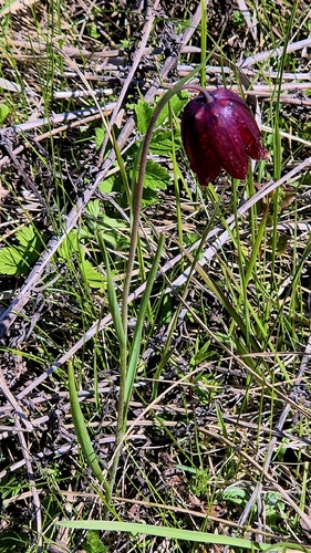 Fritillaria meleagroides, photograph 4