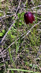 Fritillaria meleagroides, photograph (c) Анна Митрошенкова, some rights reserved (CC BY)