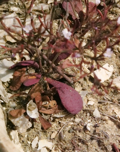 Limonium echioides, photograph 2