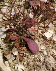 Limonium echioides, photograph (c) Marios Thoma, some rights reserved (CC BY)