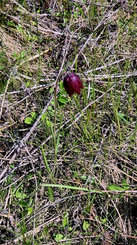 Fritillaria meleagroides, photograph 5