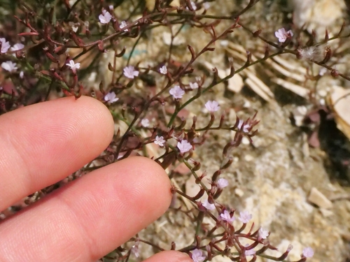 Limonium echioides, photograph 3