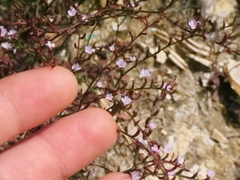 Limonium echioides, photograph (c) Marios Thoma, some rights reserved (CC BY)