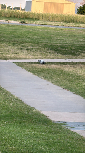 Feral Pigeon