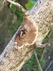 Gloeophyllales