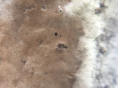 Gloeophyllales
