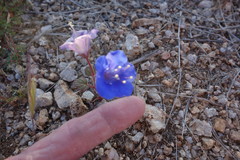 Phacelia campanularia campanularia