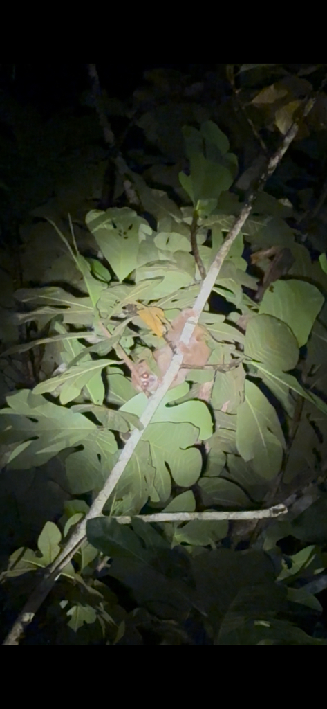 Kayan River Slow Loris (Nycticebus kayan)