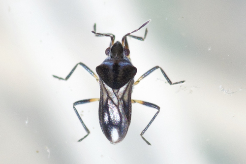 Microvelia buenoi