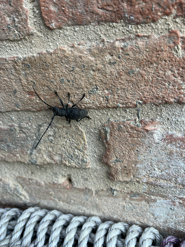 Morimus asper