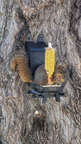 Eastern Fox Squirrel