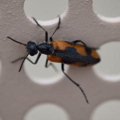 Eupompha elegans