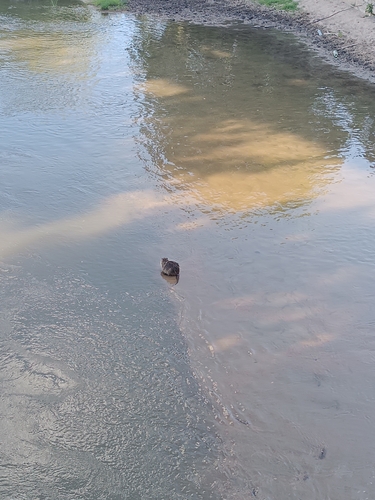 Coypu