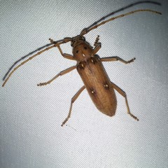 Eburia