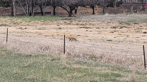 Red Fox