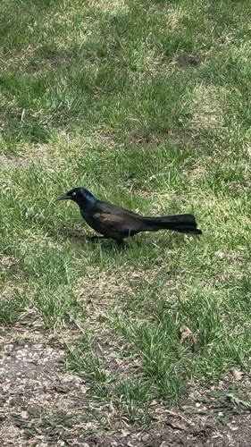 Common Grackle