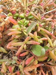 Hemichroa pentandra