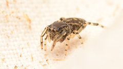 Zygoballus rufipes
