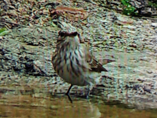 Spotted Flycatcher