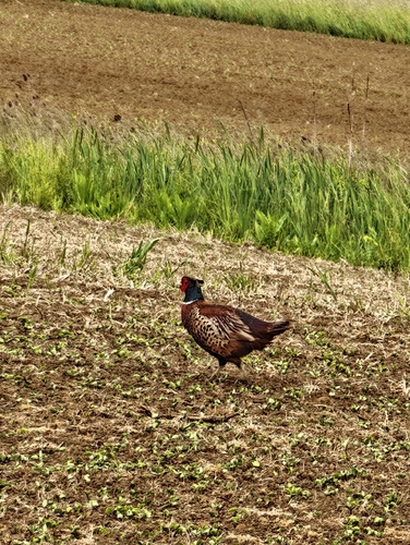 Ring-necked Pheasant