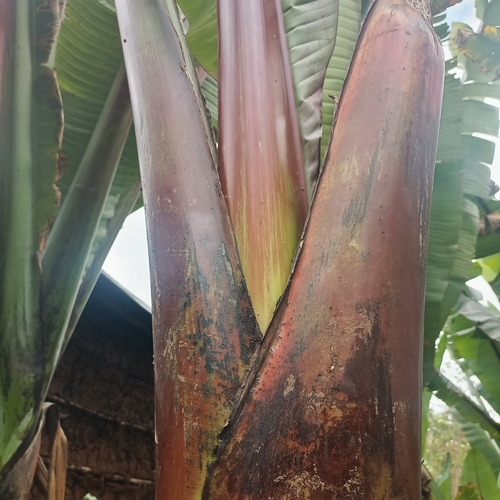 Abyssinian banana