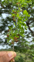 Limonia acidissima, photograph (c) payalm, some rights reserved (CC BY)