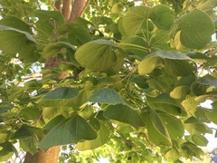 Gyrocarpus americanus