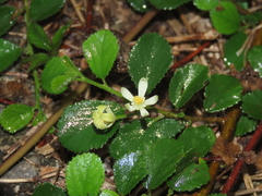 Grewia rhombifolia, photograph (c) chiuluan, some rights reserved (CC BY)