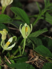Grewia rhombifolia, photograph (c) chiuluan, some rights reserved (CC BY)