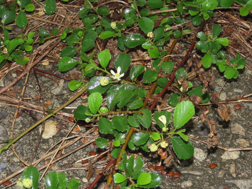 Grewia rhombifolia, photograph 3