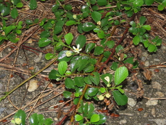 Grewia rhombifolia, photograph (c) chiuluan, some rights reserved (CC BY)