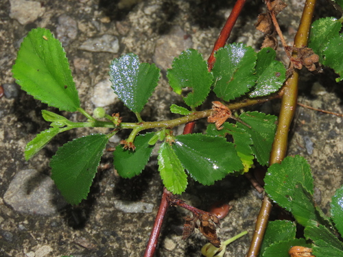 Grewia rhombifolia, photograph 1