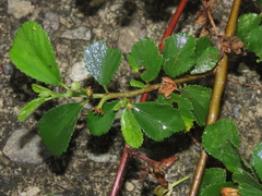 Grewia rhombifolia, photograph (c) chiuluan, some rights reserved (CC BY)