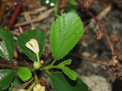 Grewia rhombifolia