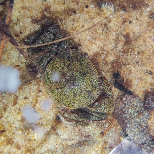 Trichodactylus fluviatilis