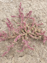 Suaeda baccifera