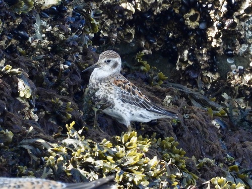 Rock Sandpiper (Calidris ptilocnemis), photo 6