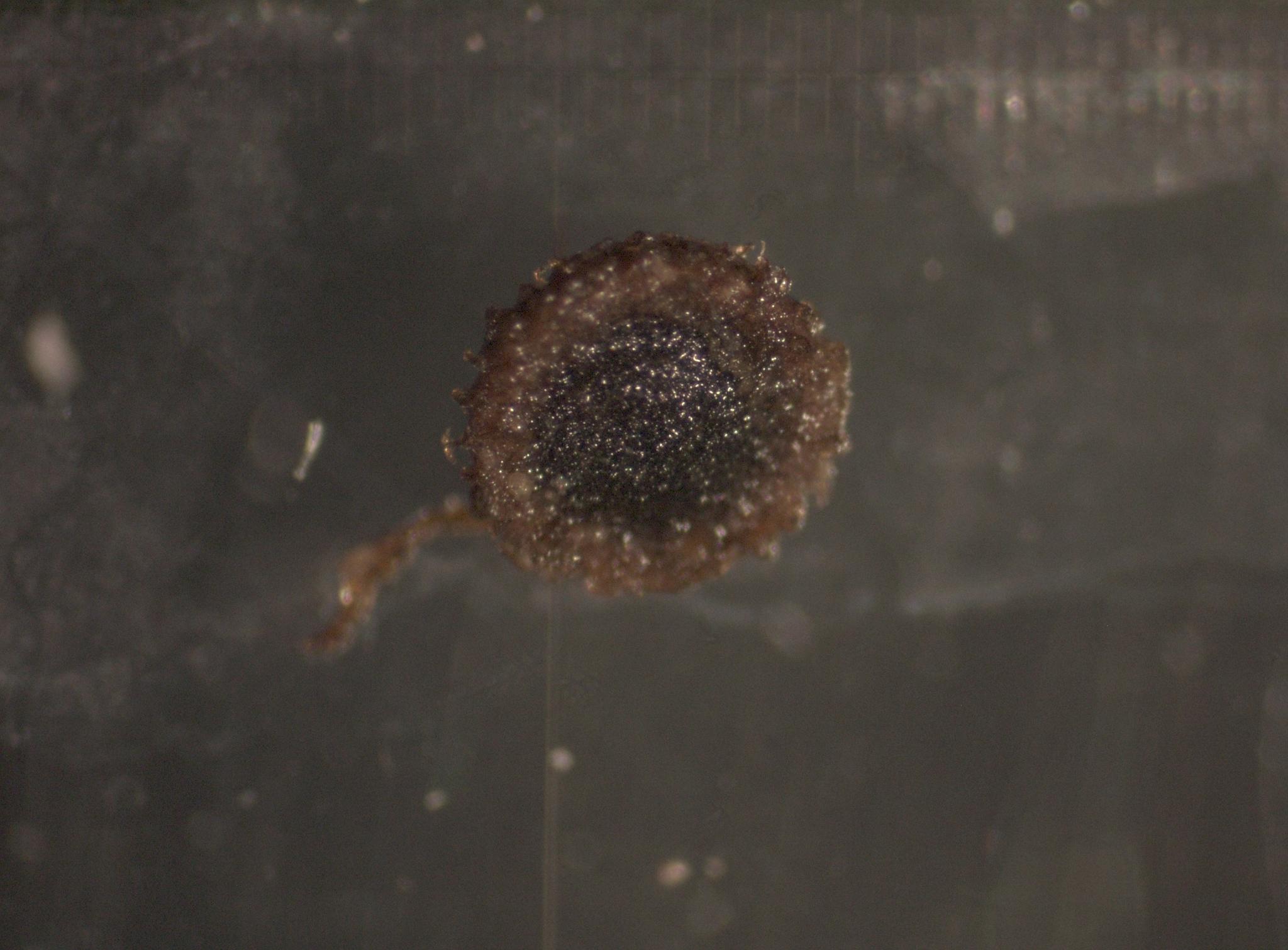 Cristatella mucedo Cuvier, 1798