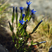Alpine Gentian - Photo (c) Nannie, some rights reserved (CC BY-NC-ND), uploaded by Nannie