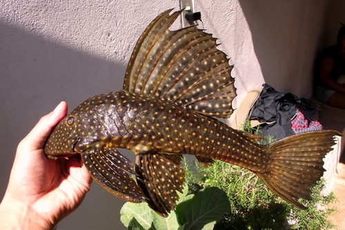 Parel-harnasmeerval (Hypostomus margaritifer) — Loricariidae — 5