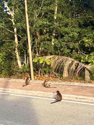 Long-tailed Macaque