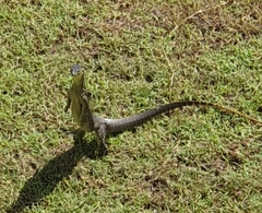 Varanus